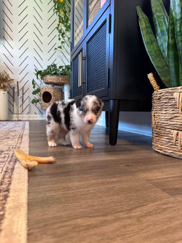 Australian Shepherd Puppies media 17