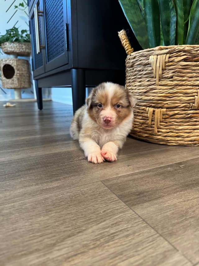 Australian Shepherd Puppies media 19