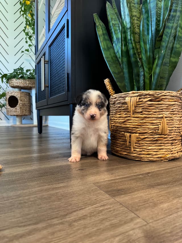 Australian Shepherd Puppies media 24