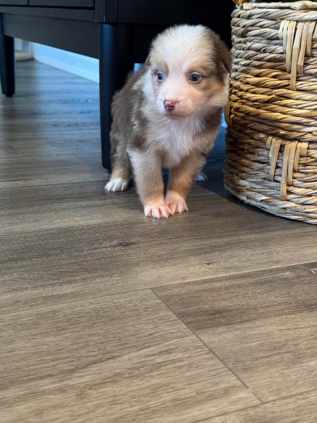Australian Shepherd Puppies media 18