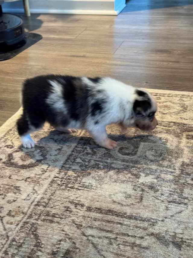Australian Shepherd Puppies media 28