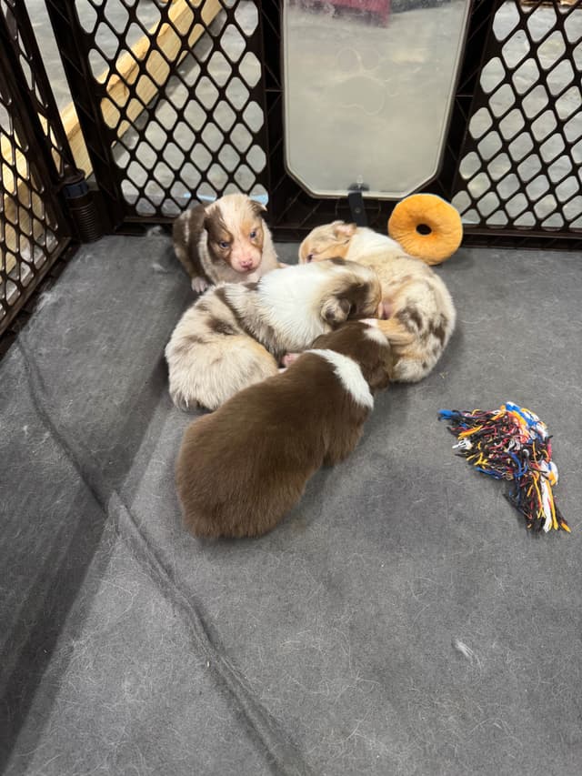 Australian Shepherd Puppies media 21