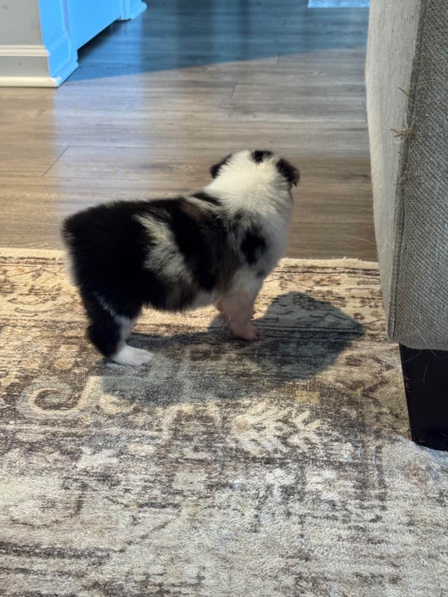 Australian Shepherd Puppies media 27