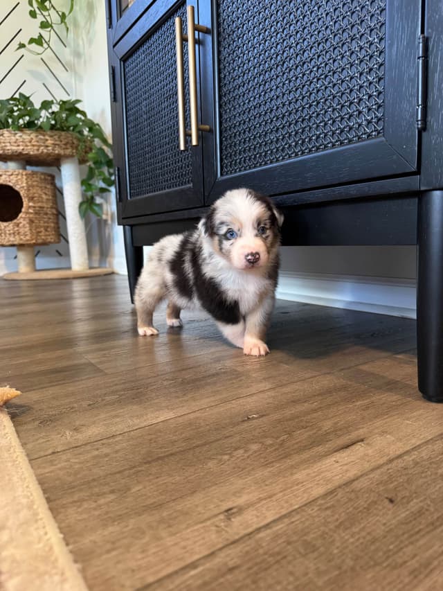 Australian Shepherd Puppies media 26