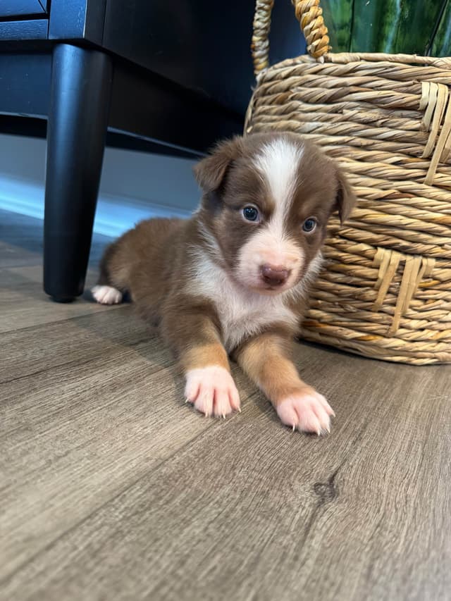 Australian Shepherd Puppies media 29