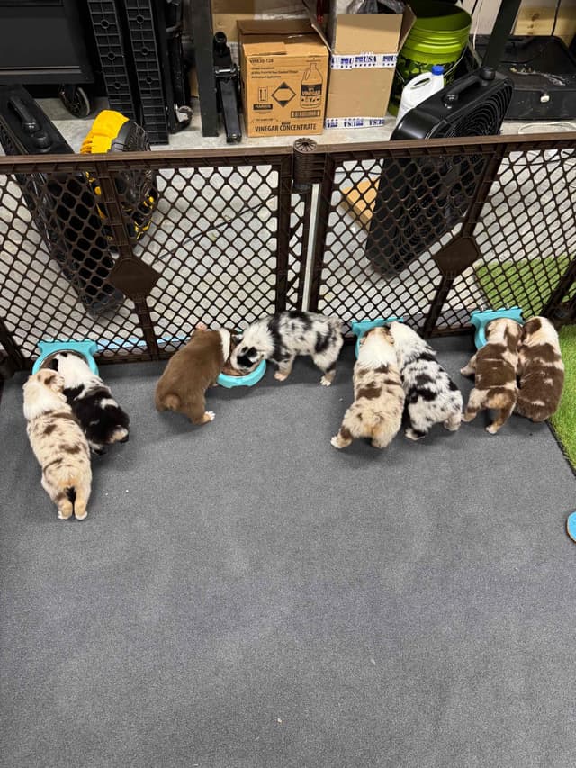 Australian Shepherd Puppies media 30