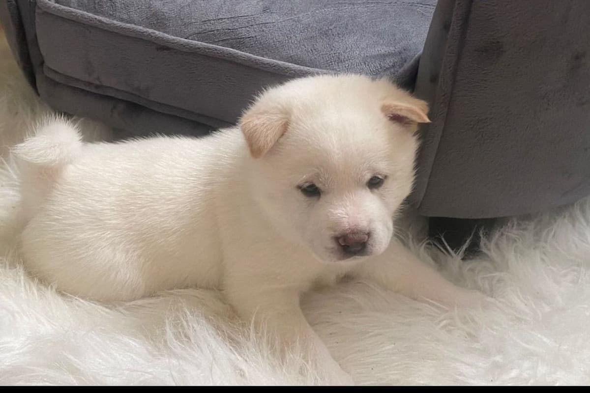 Shiba Inu Puppies breeder image 2