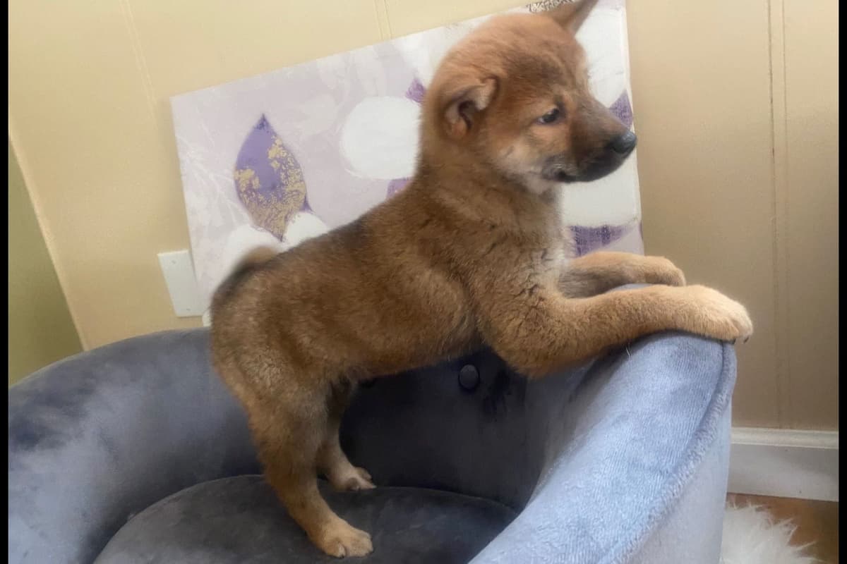 Shiba Inu Puppies breeder image 3