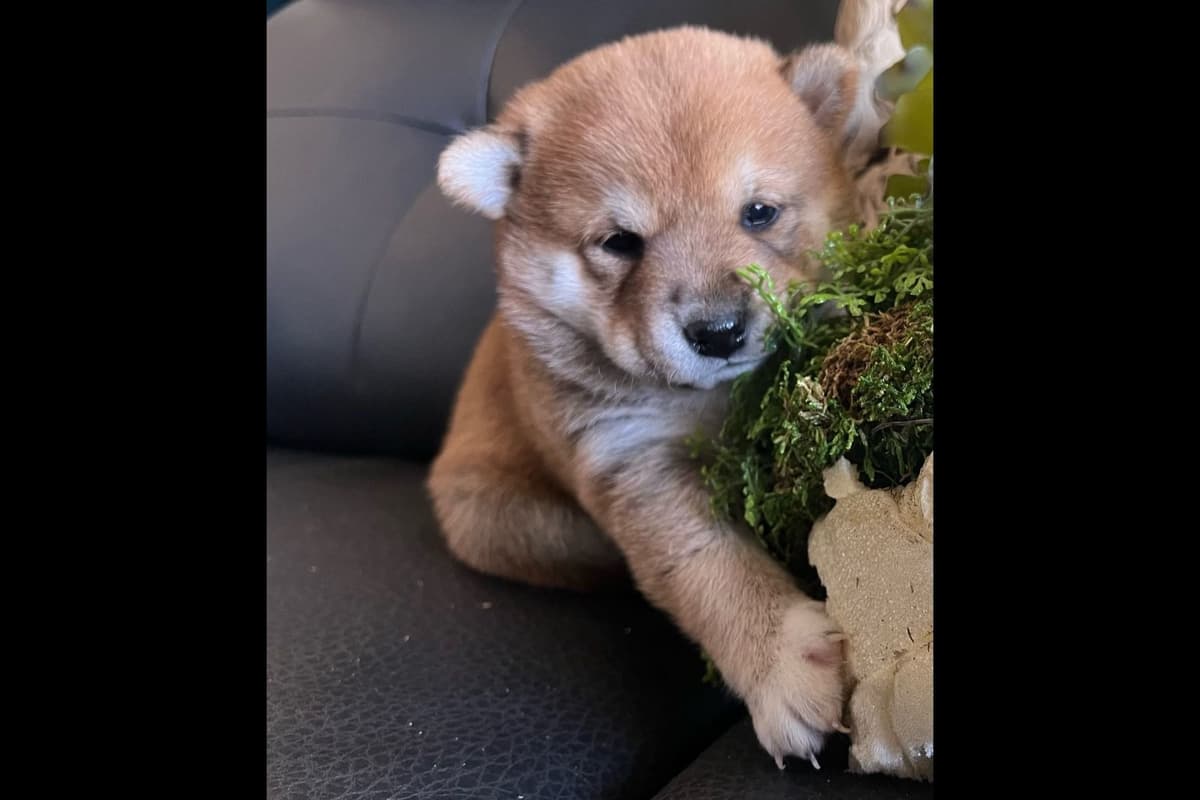 Shiba Inu Puppies breeder image 4