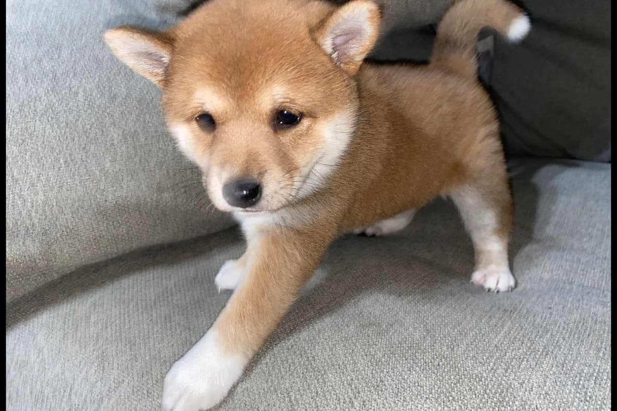 Shiba Inu Puppies breeder image 5