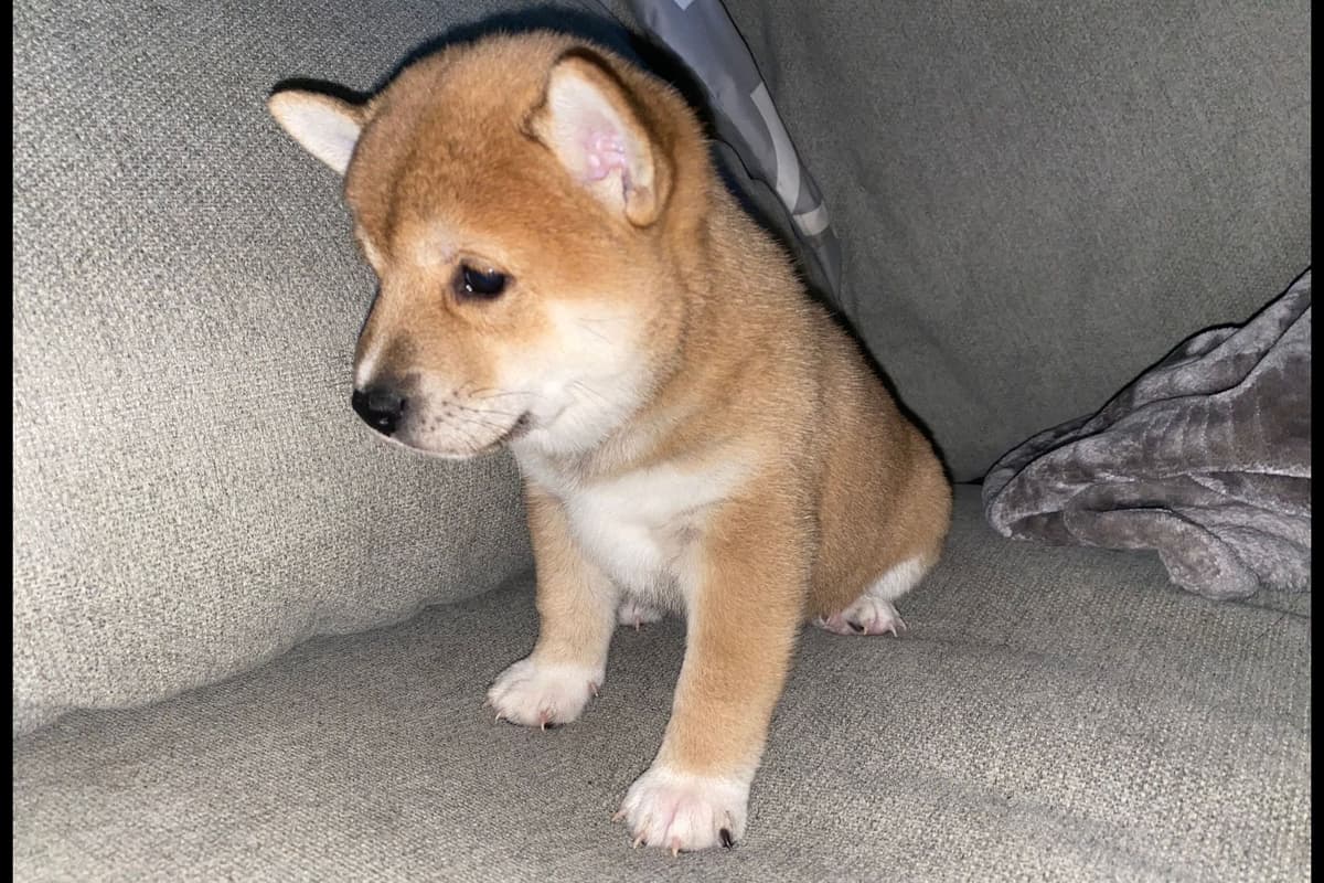 Shiba Inu Puppies breeder image 6