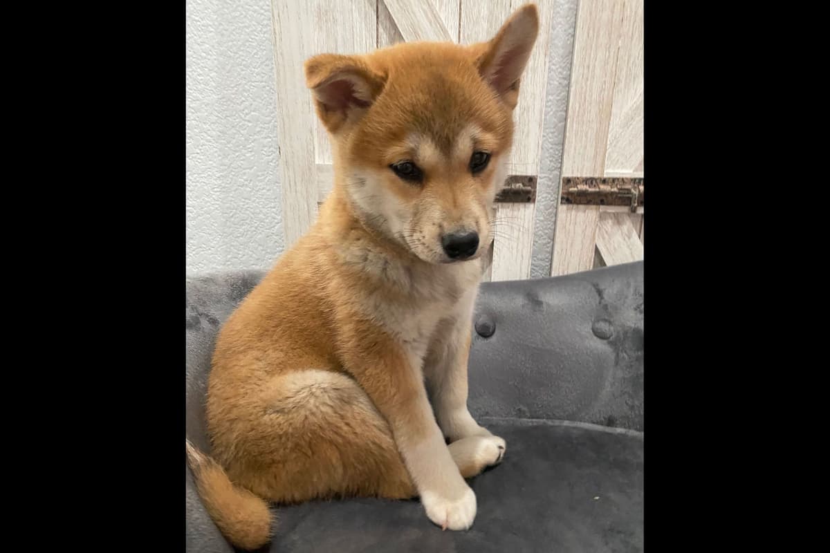 Shiba Inu Puppies breeder image 1
