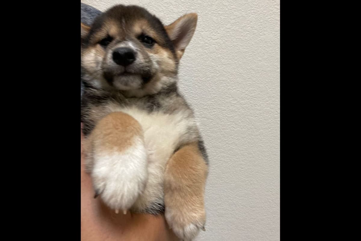 Shiba Inu Puppies breeder image 7
