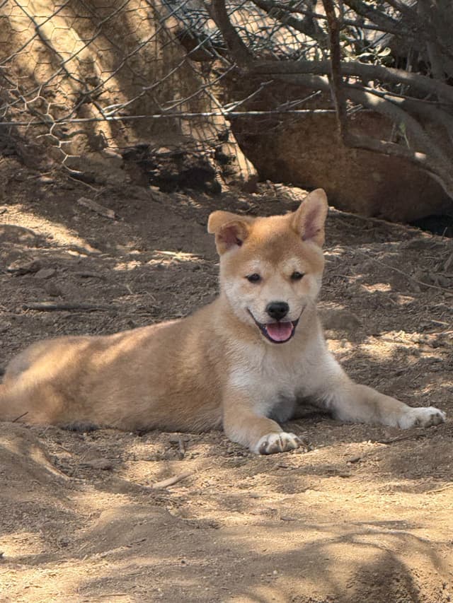 Shiba Inu Puppies media 2