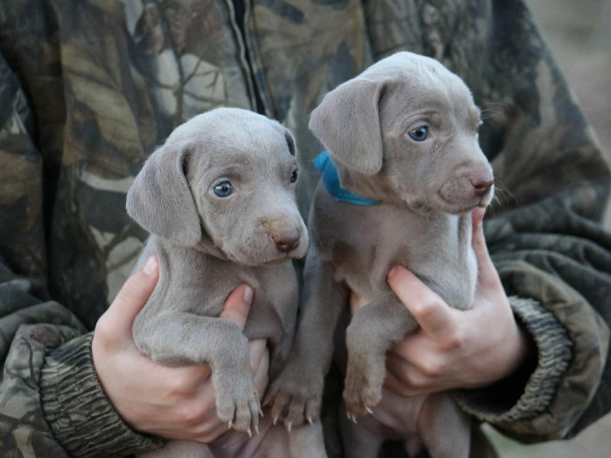 Charles breeder image 12