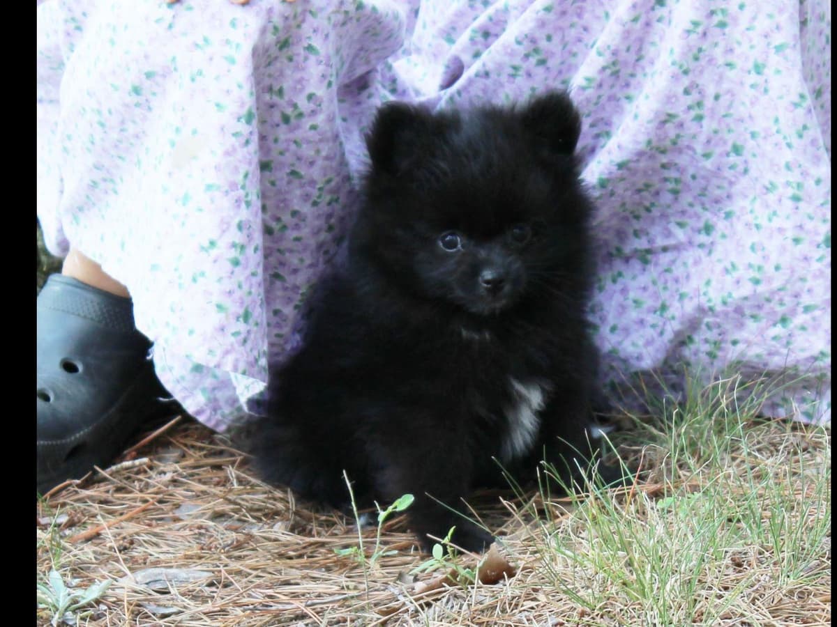Charles breeder image 6