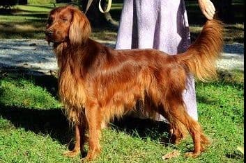 Charles breeder image 7