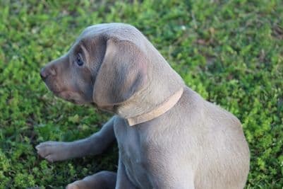 Charles breeder image 9