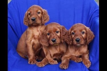 Charles breeder image 1