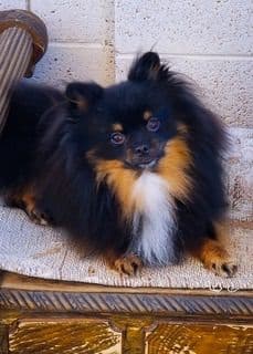 Tillies Puppies media 4