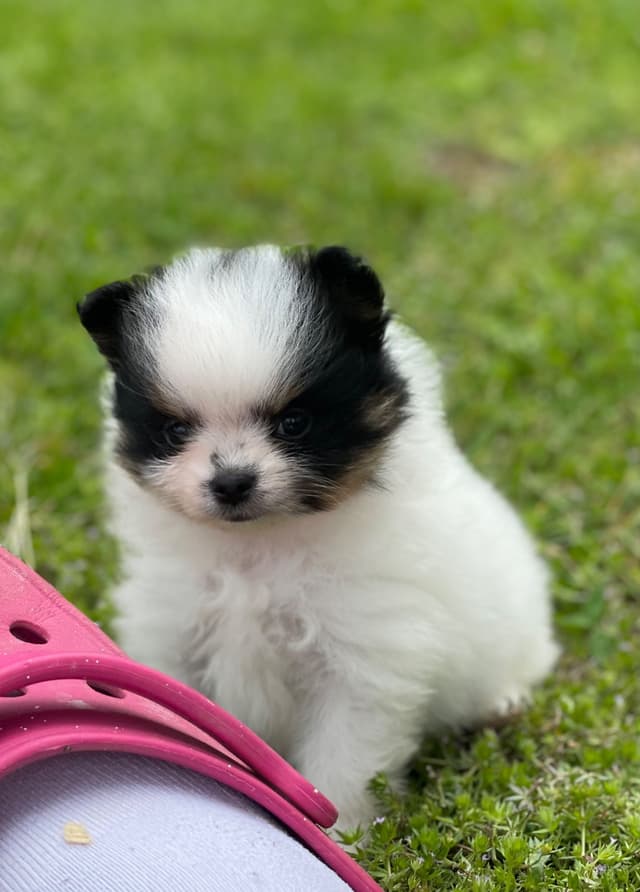 Tillies Puppies media 2
