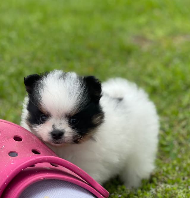 Tillies Puppies media 3