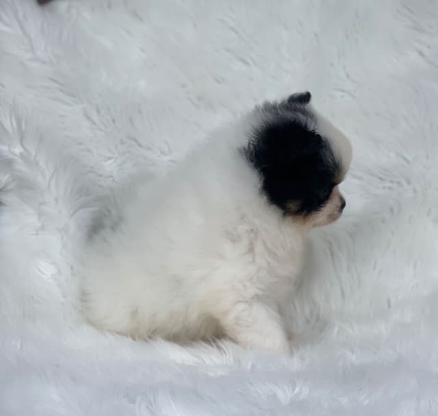 Tillies Puppies media 6
