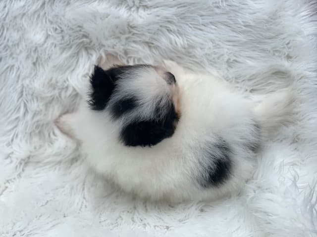 Tillies Puppies media 7