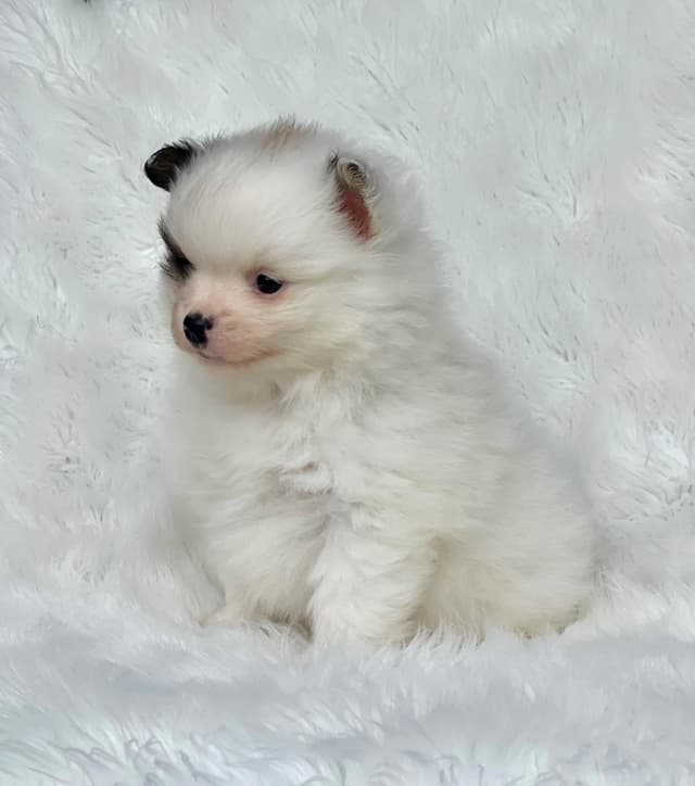 Tillies Puppies media 10