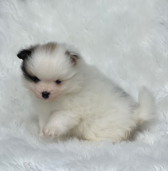 Tillies Puppies media 11