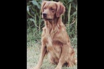 Golden Retriever Puppies breeder image 1