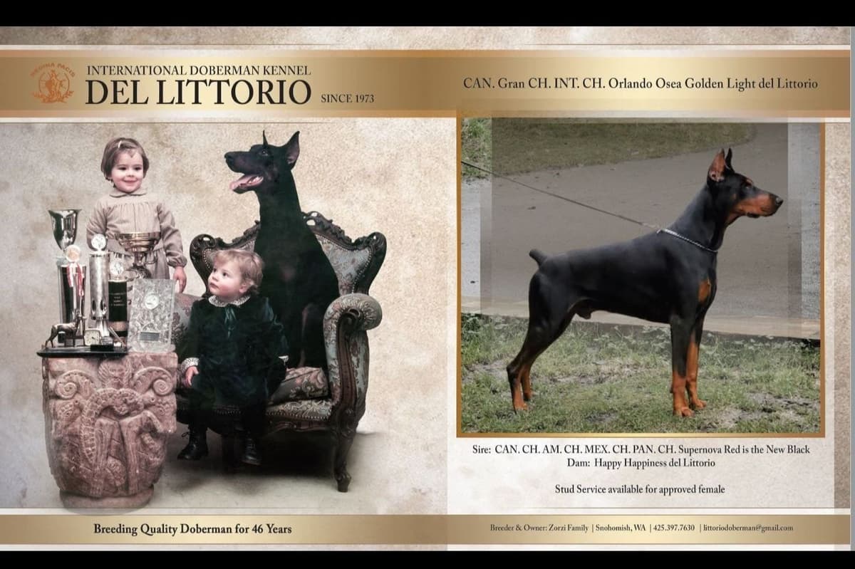Doberman Pinscher Puppies breeder image 1