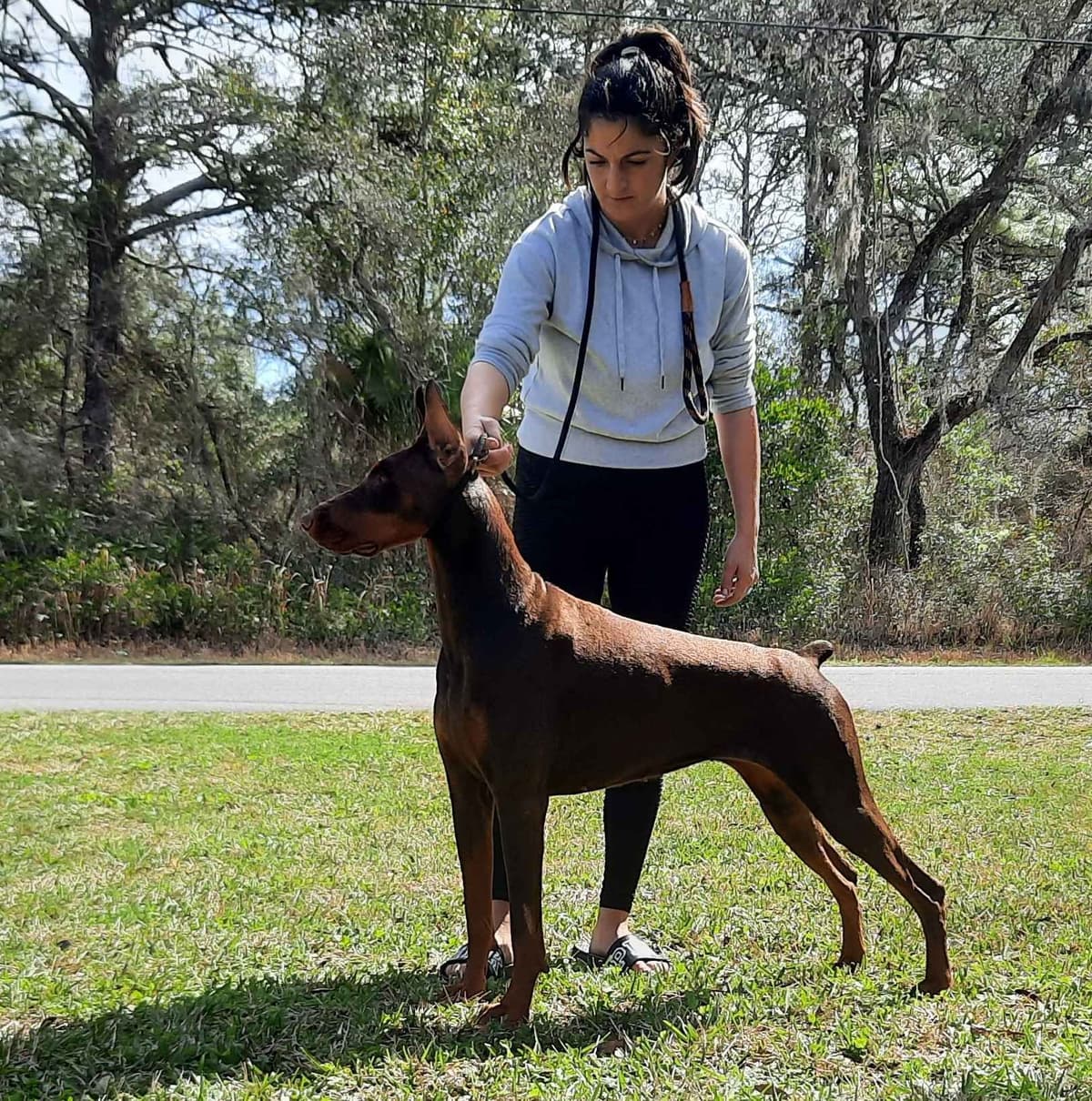 Doberman Pinscher Puppies breeder image 2