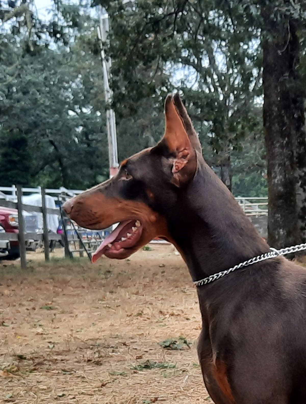 Doberman Pinscher Puppies breeder image 4