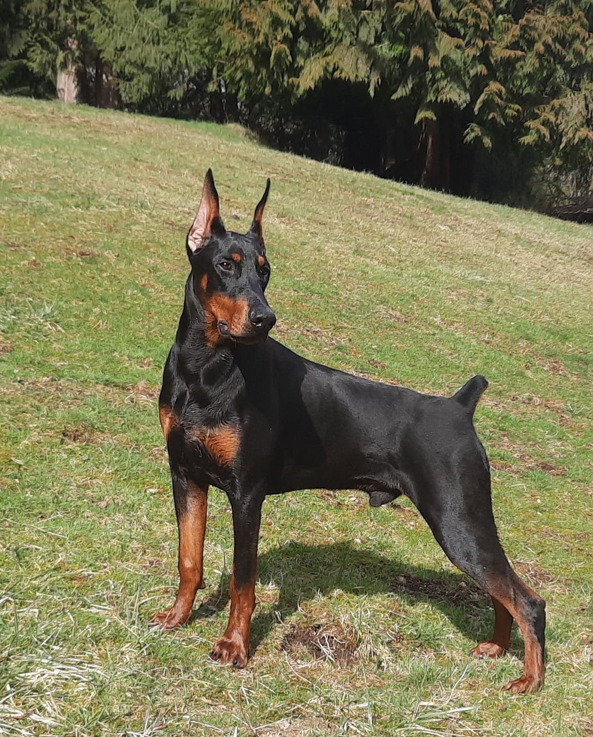 Doberman Pinscher Puppies breeder image 5