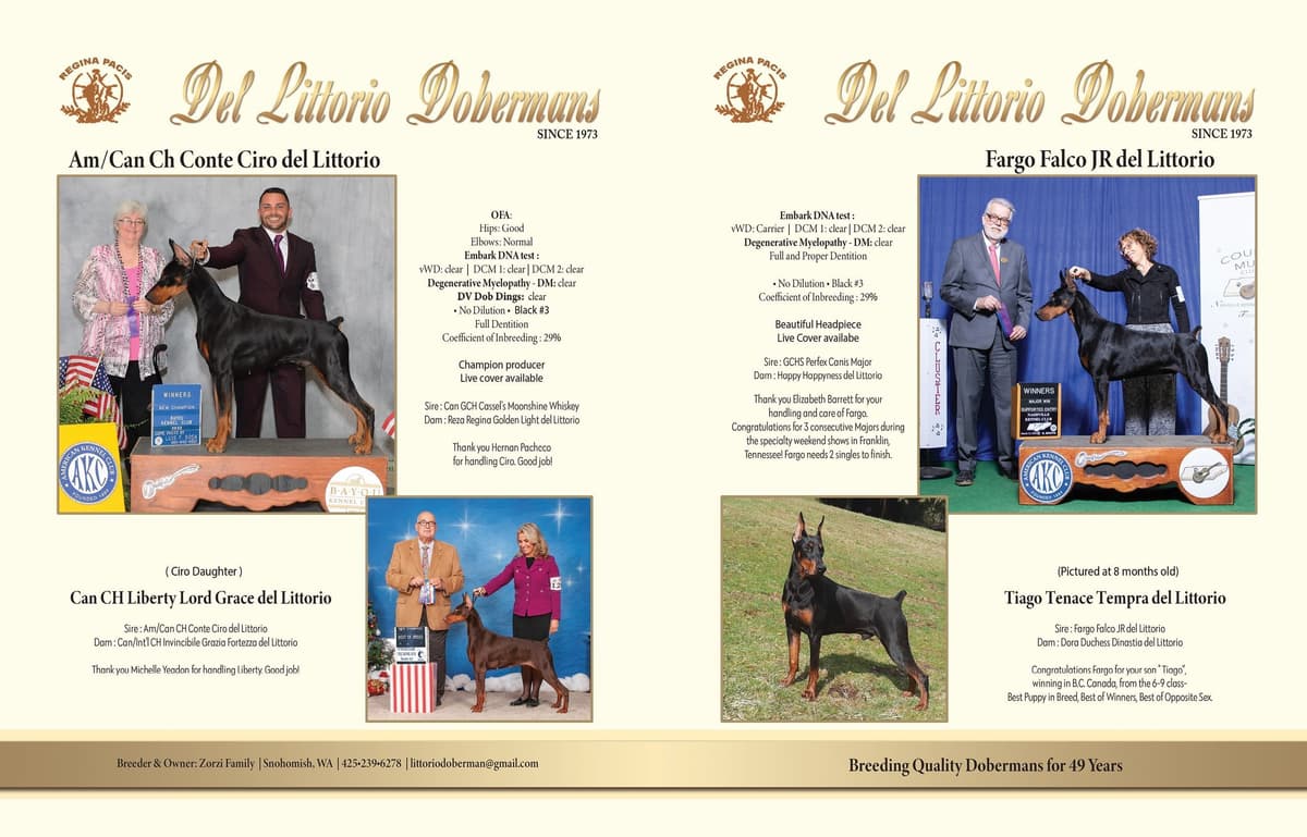 Doberman Pinscher Puppies breeder image 6