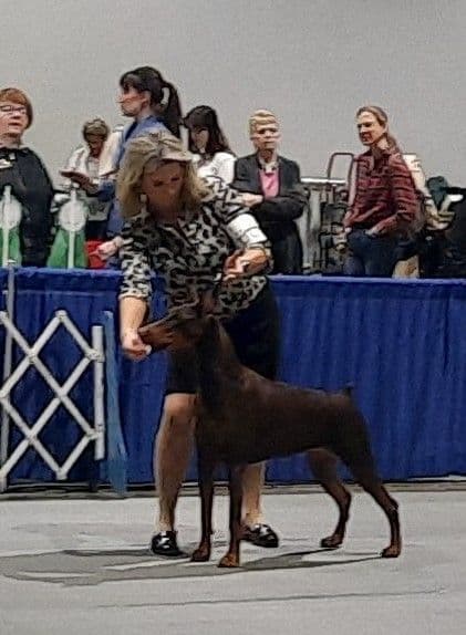Doberman Pinscher Puppies breeder image 7