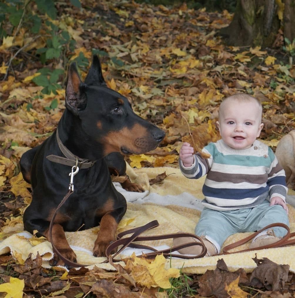 Doberman Pinscher Puppies breeder image 8