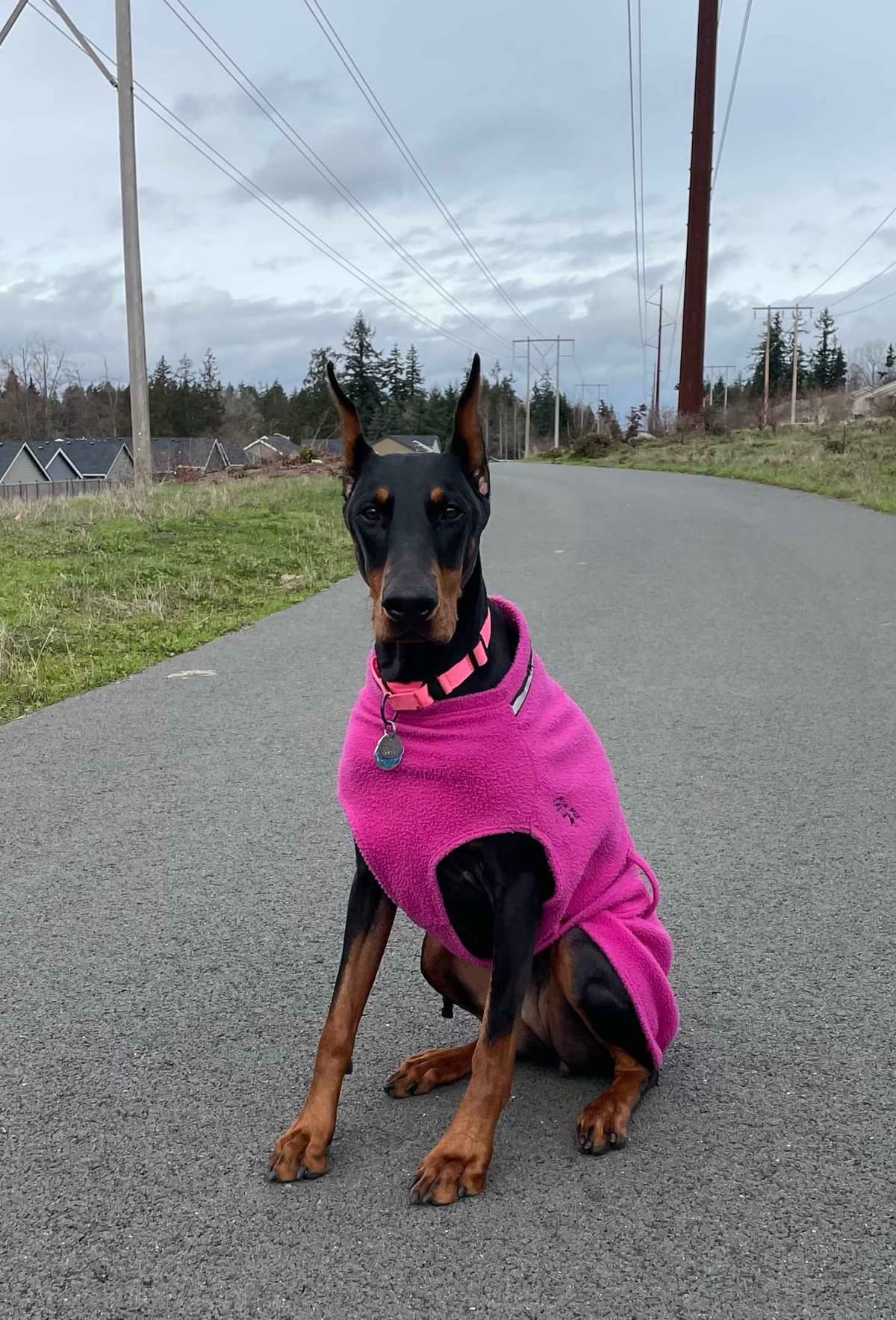Doberman Pinscher Puppies breeder image 9