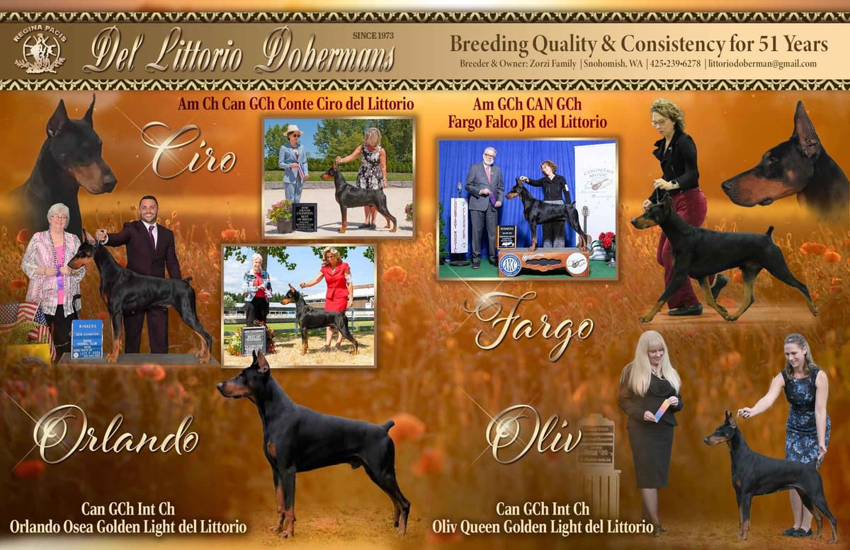 Doberman Pinscher Puppies breeder image 12