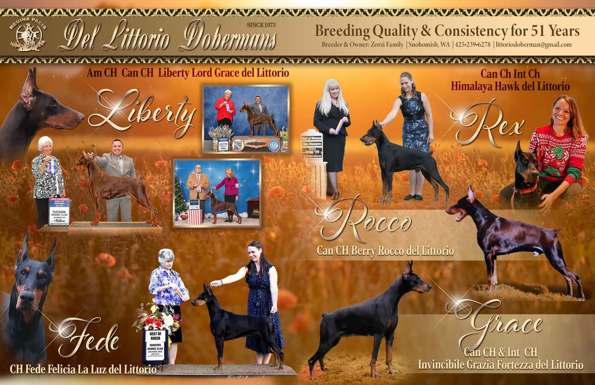 Doberman Pinscher Puppies breeder image 13