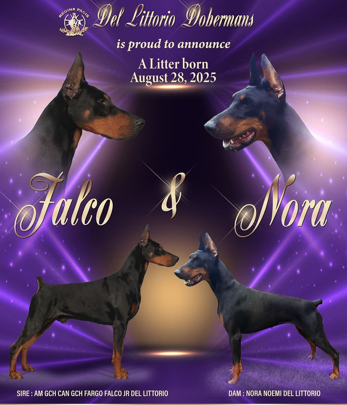 Doberman Pinscher Puppies breeder image 16
