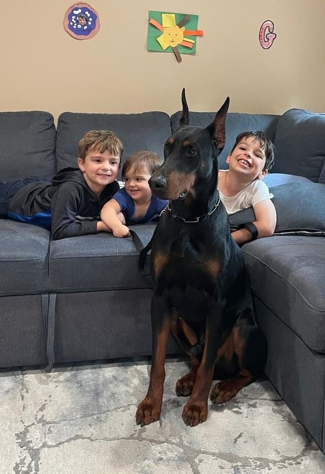 Doberman Pinscher Puppies media 3