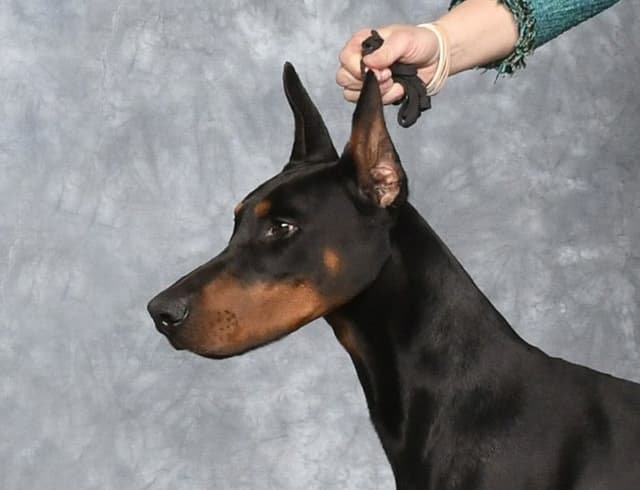 Doberman Pinscher Puppies media 5