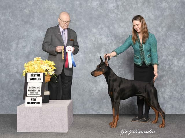 Doberman Pinscher Puppies media 6