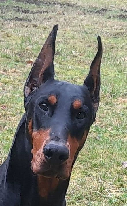 Doberman Pinscher Puppies media 7