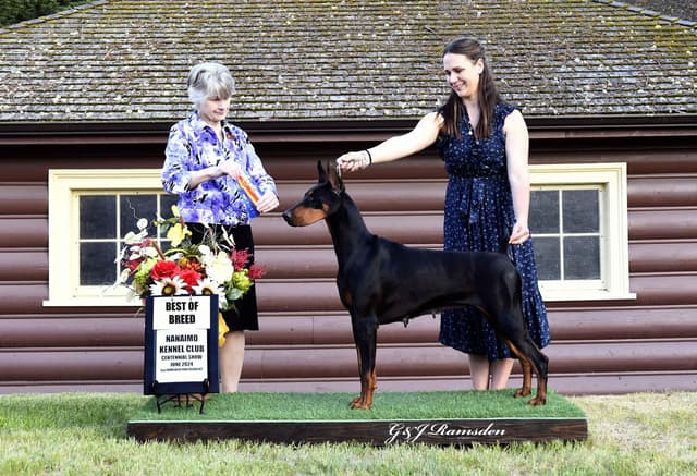 Doberman Pinscher Puppies media 8
