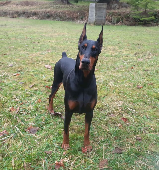 Doberman Pinscher Puppies media 9