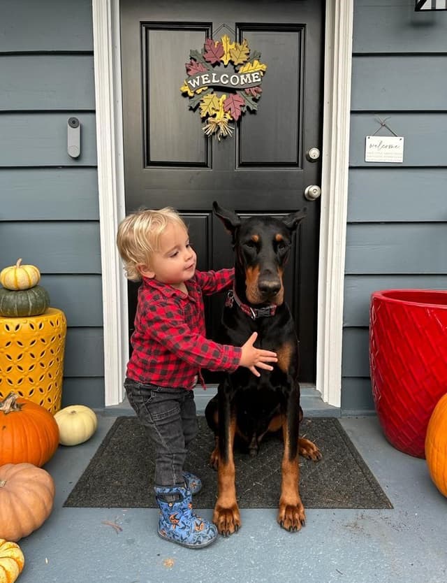Doberman Pinscher Puppies media 11