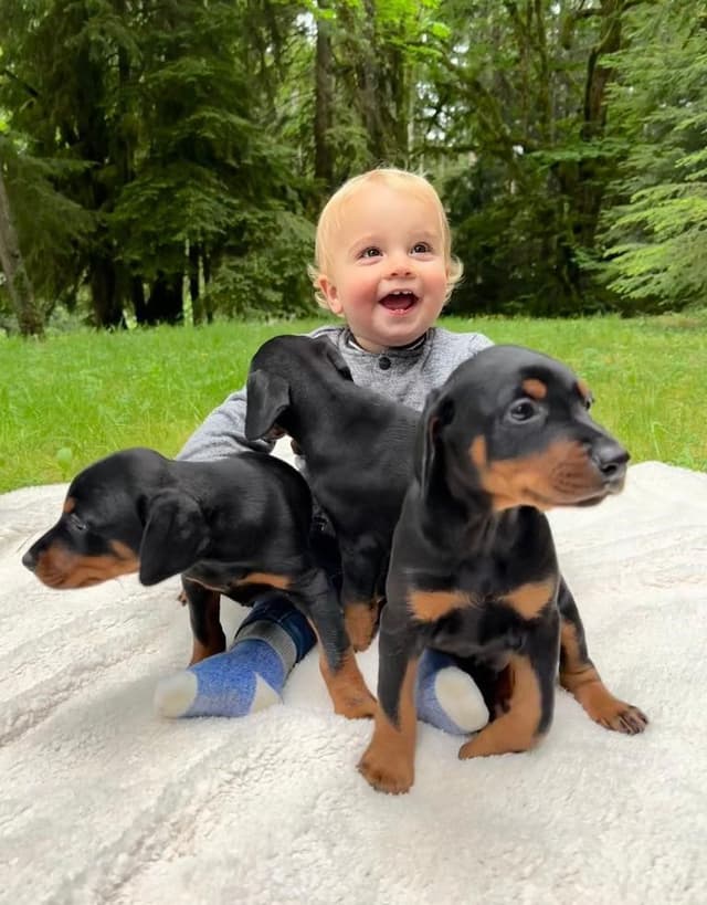Doberman Pinscher Puppies media 14